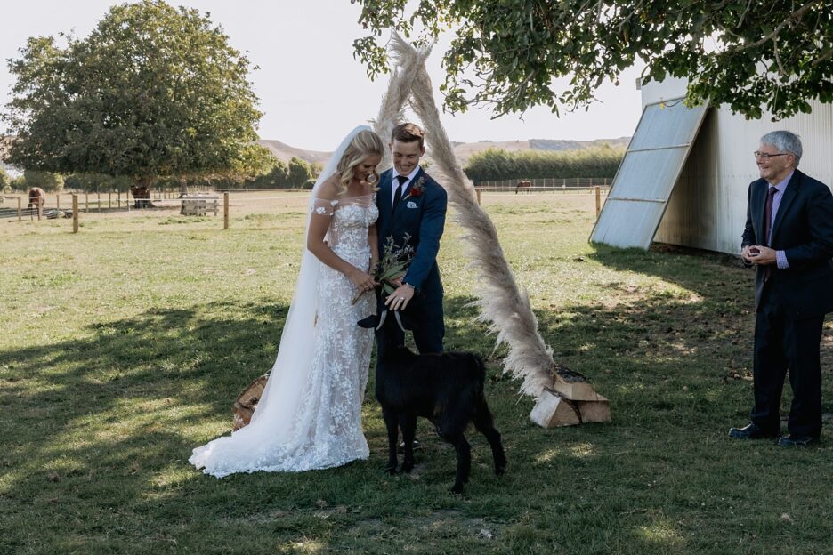 Bride and groom laughing at goat after ceremony