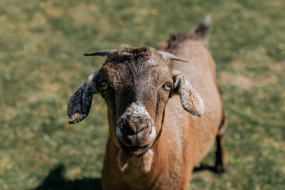 Farm Goat looking at camera