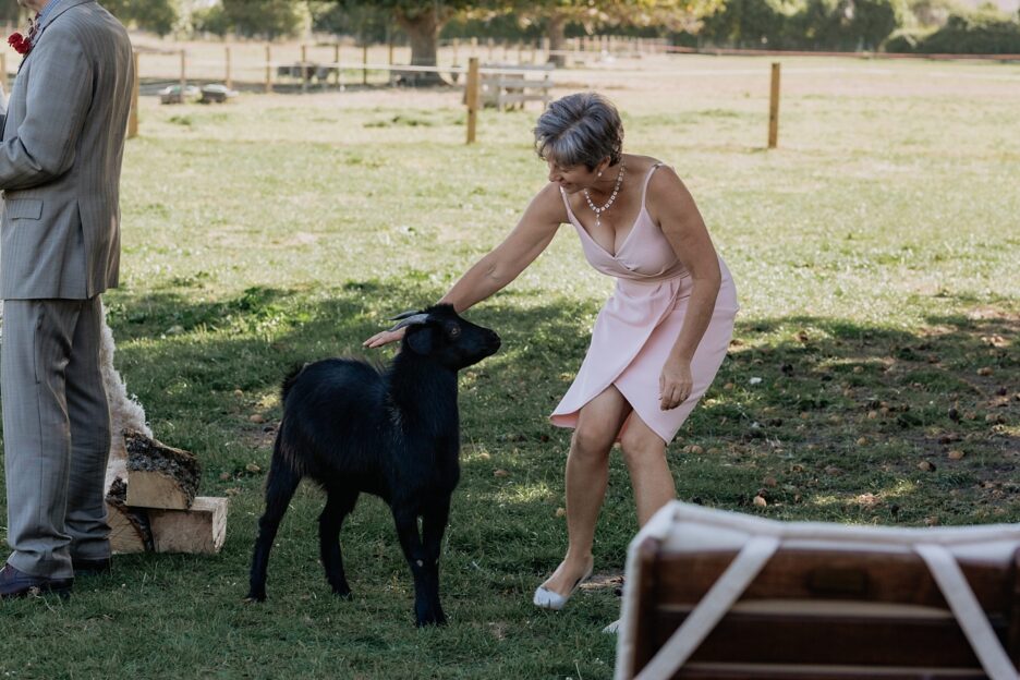 Mother of bride wrangles goat