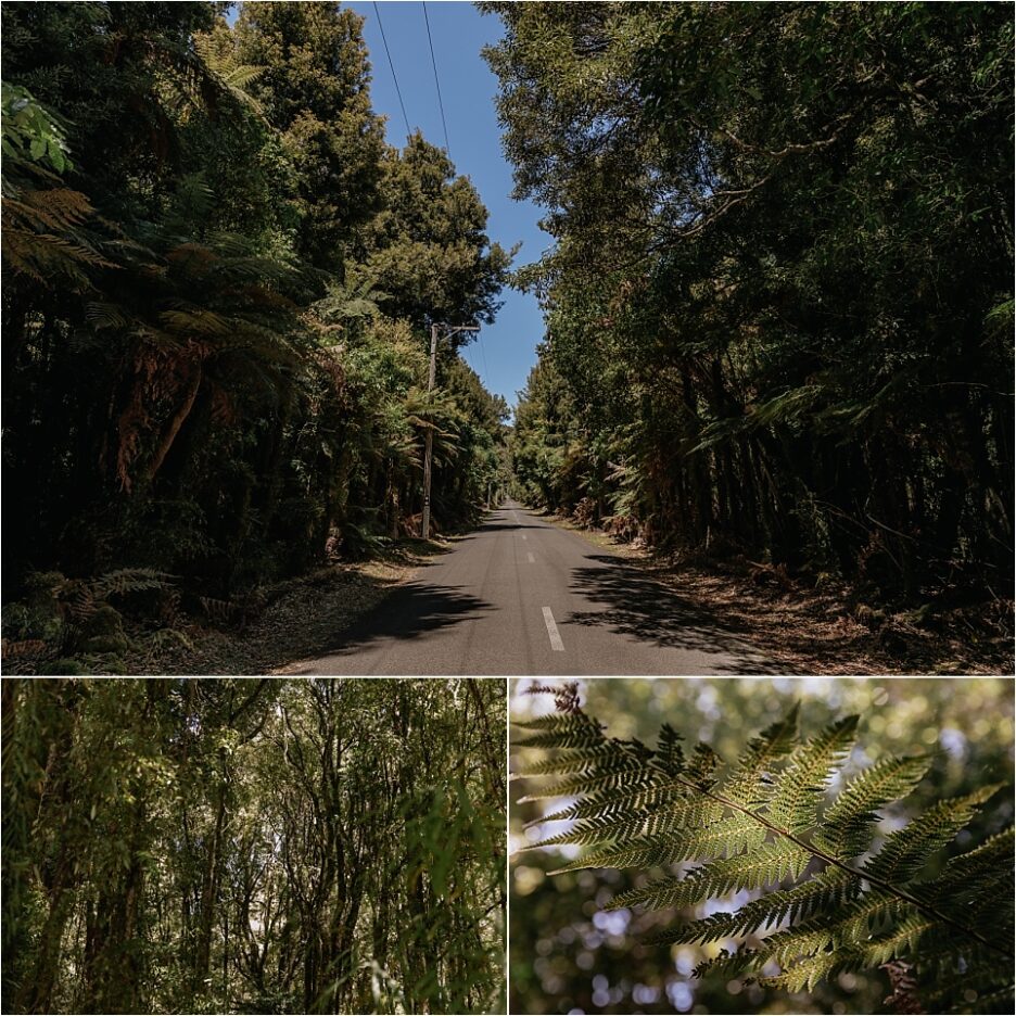 New Zealand road in the bush and forest
