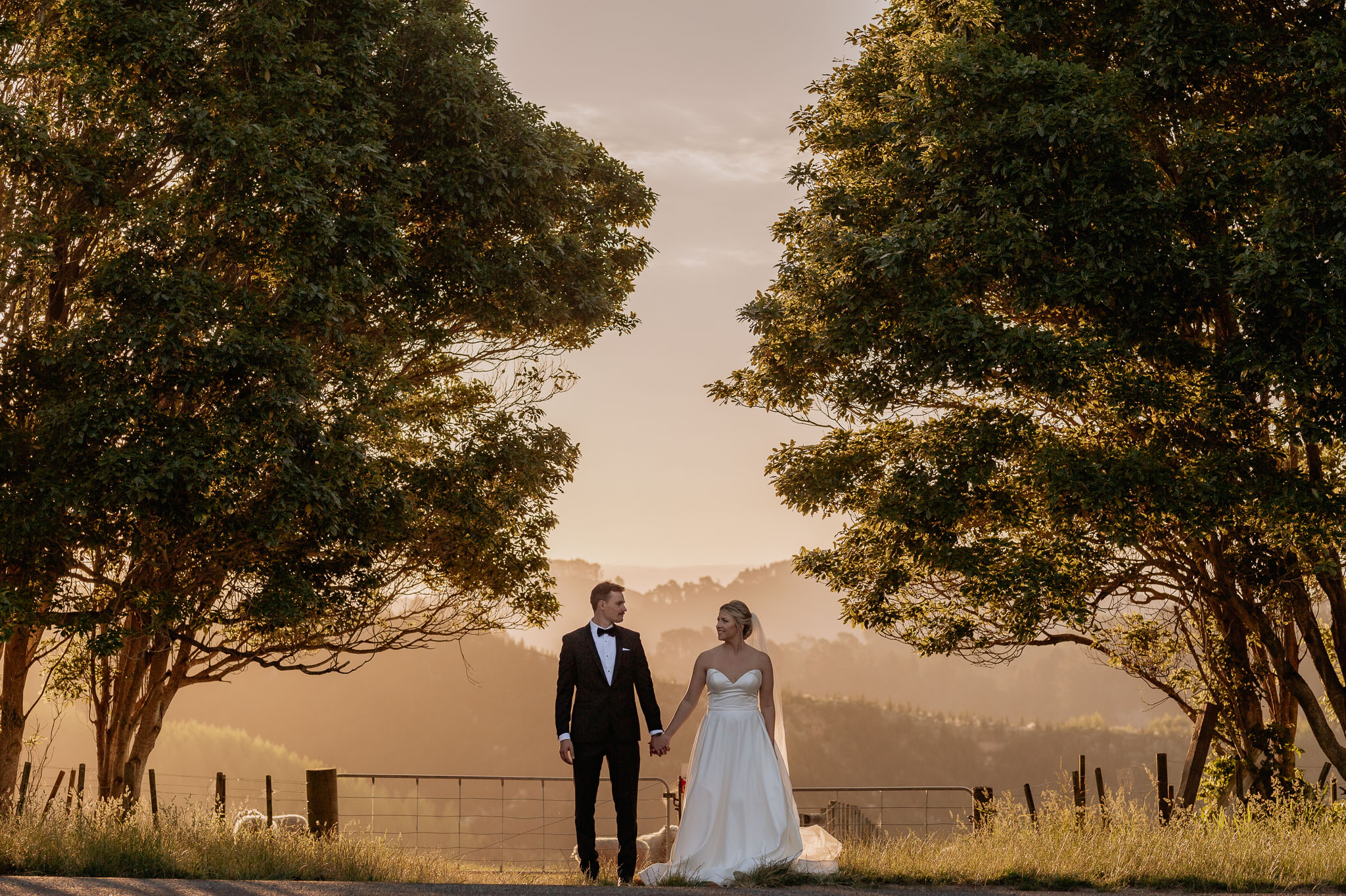 County scene of Elopement with New Zealand Sheep