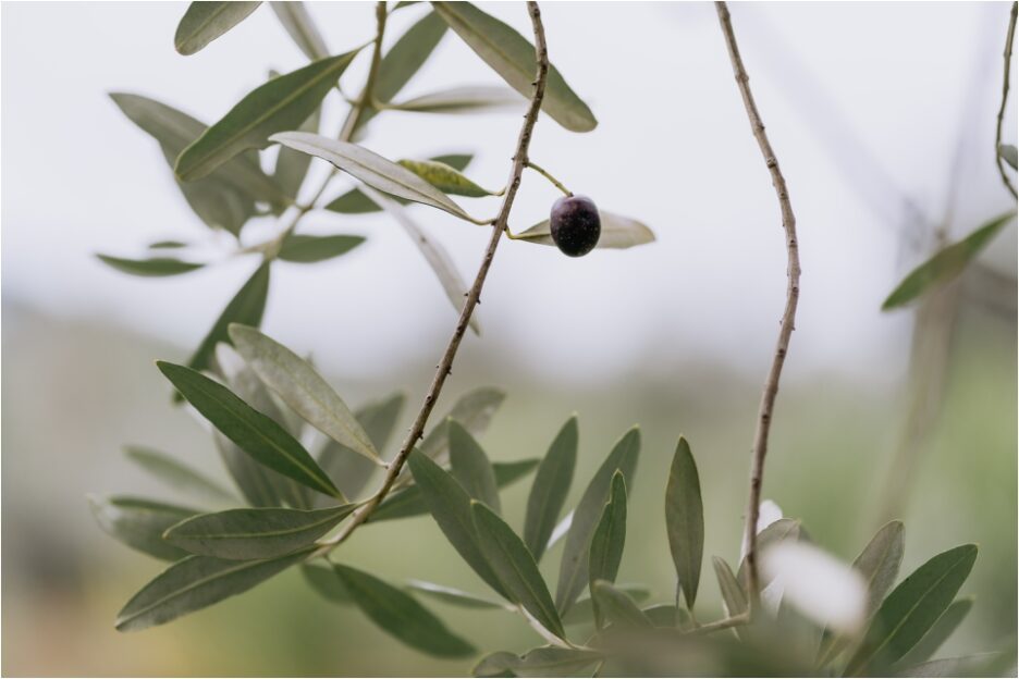 Olive grove Bracu