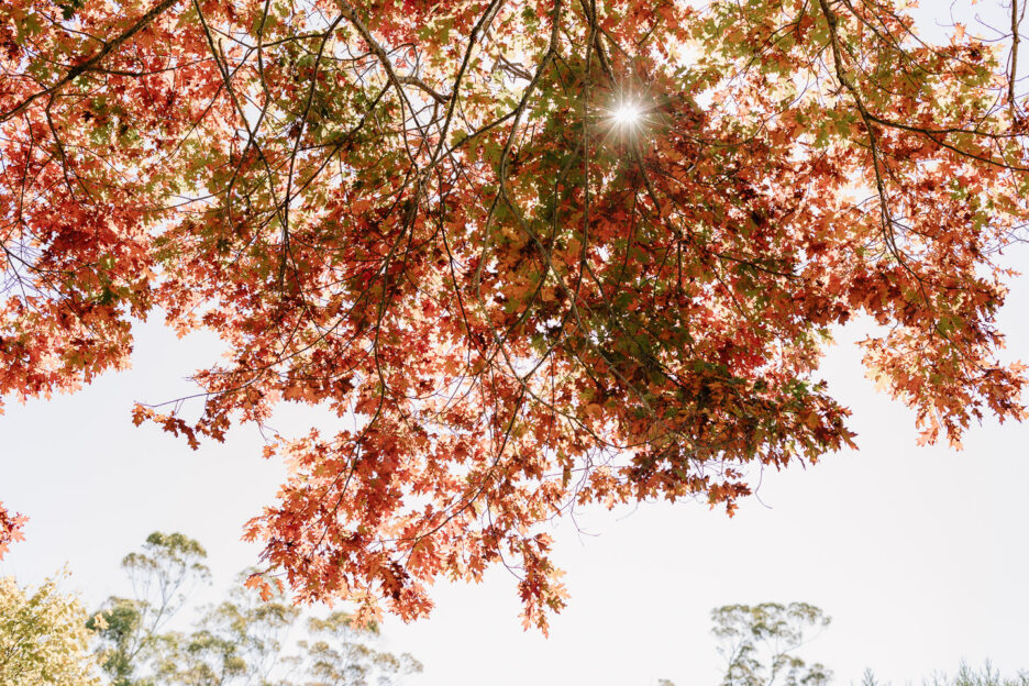 Red leaves Autumn tree's Black Walnut country venue