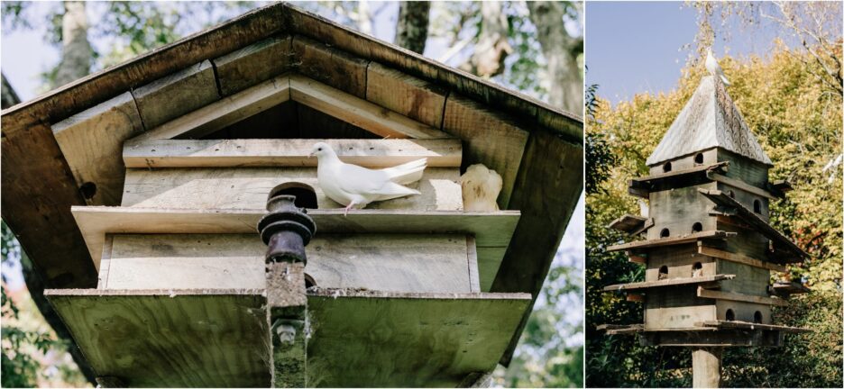 doves in bird box black walnut garden