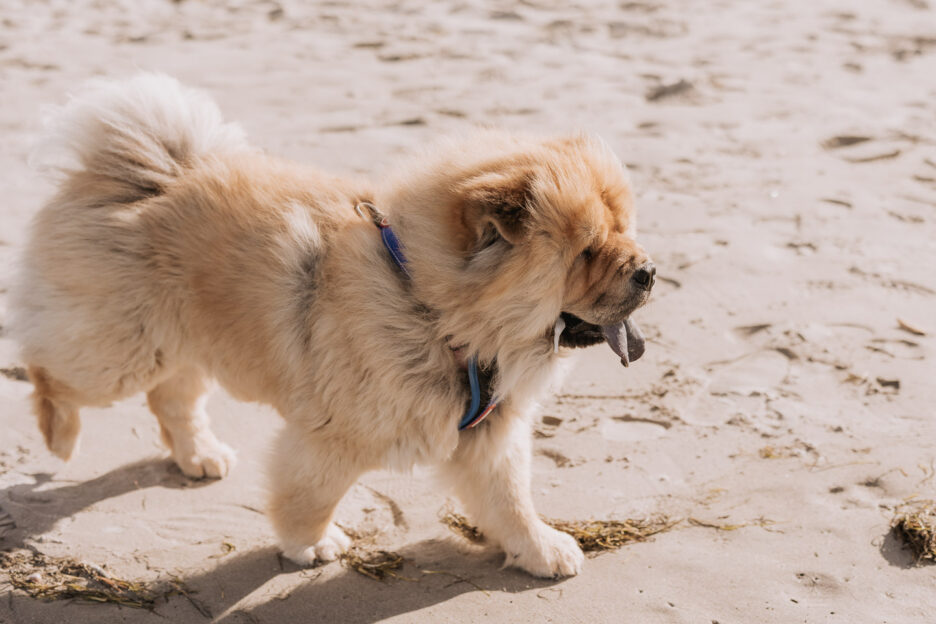 slobbery dog walks toward bride