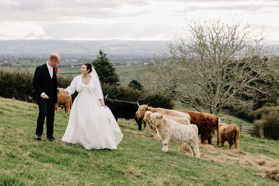 Wedding couple walk among highland cattle at eagle ridge tauranga