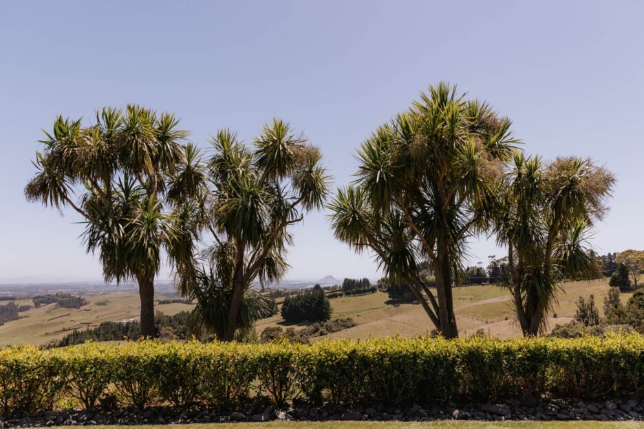 cabbage trees with Mount Maunganui in the background